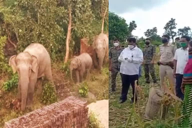 Elephants destroyed many houses in Bokaro