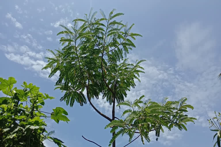 കോഴിക്കോട്  ലോക്ക് ഡൗൺ  മുക്കം നഗരസഭ  അഗസ്ത്യൻമുഴി വാർഡ്  അഗസ്ത്യ വൃക്ഷം  agastyanmoozhi  Agasthya trees  Agasthya trees planted  agastyanmoozhi_Agasthya trees planted