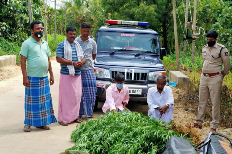 arrest of a farmer who cultivated marijuana in  farm