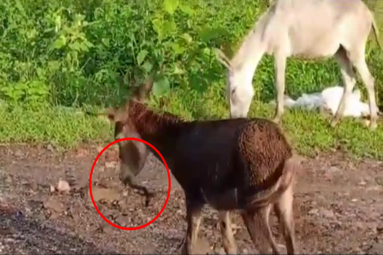 Snake stuck in donkey mouth