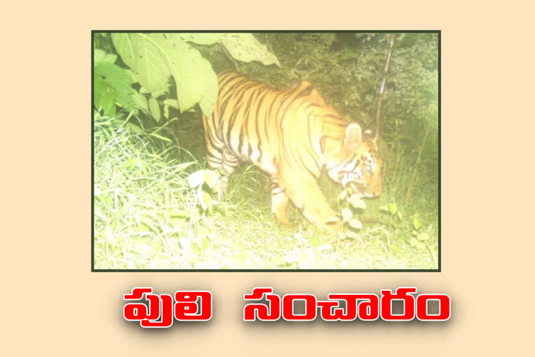 tiger movements captured in tamsi k village bhimpur mandal adilabad district