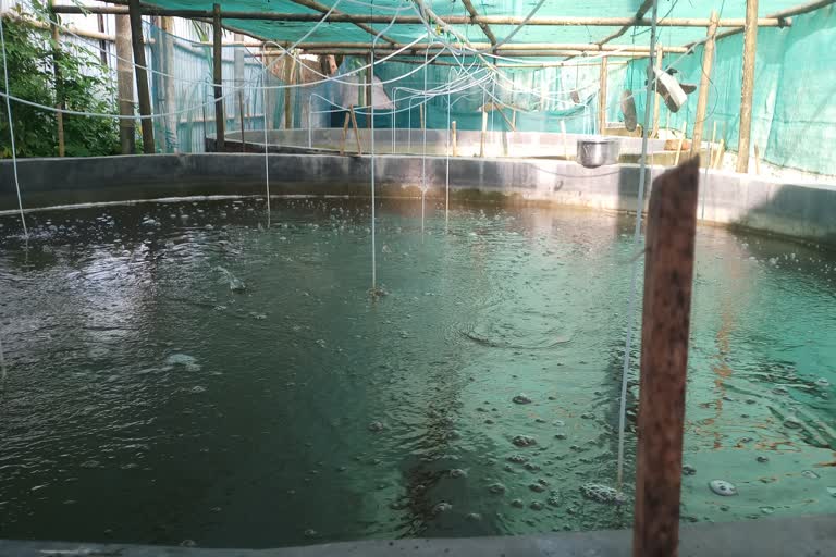 Biofloc fish farming in Dhemaji