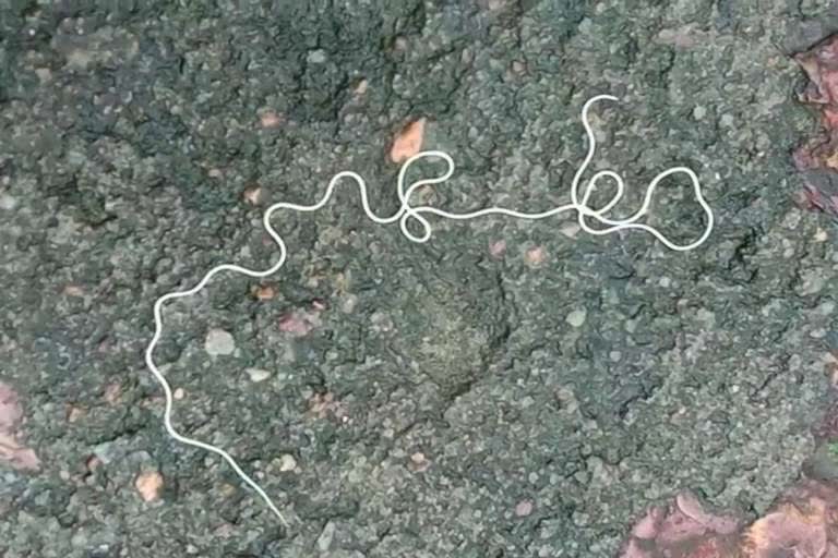 rare snake in jajpur, rare snake rumor in jajpur, jajpur latest news, ଯାଜପୁରରେ ବିରଳ ସାପ, ଯାଜପୁର ଲାଟେଷ୍ଟ ନ୍ୟୁଜ୍‌, ଯାଜପୁରରେ ବିରଳ ସାପ ଗୁଜବ