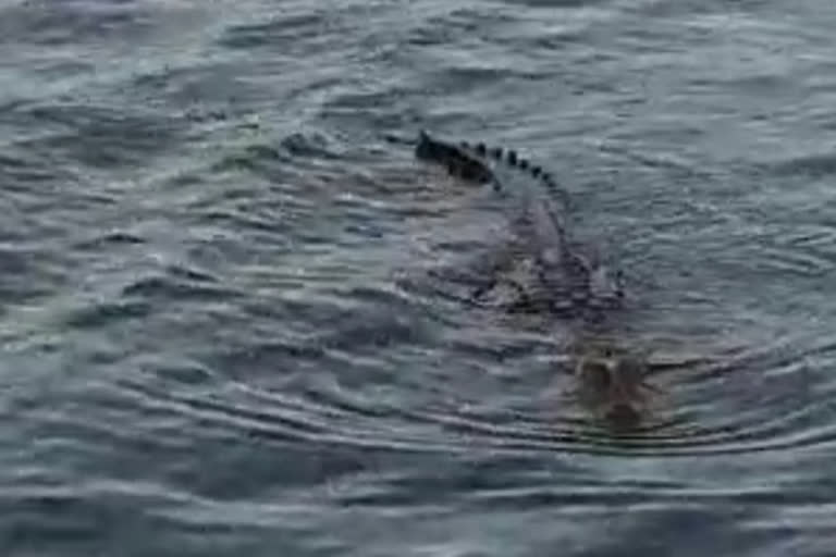 Crocodile seen in Kaliasot Dam