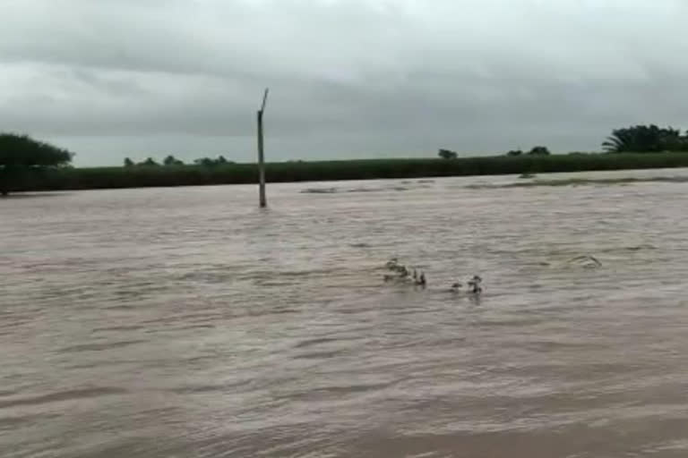 Reduced flood anxiety among people on the banks of the Krishna River