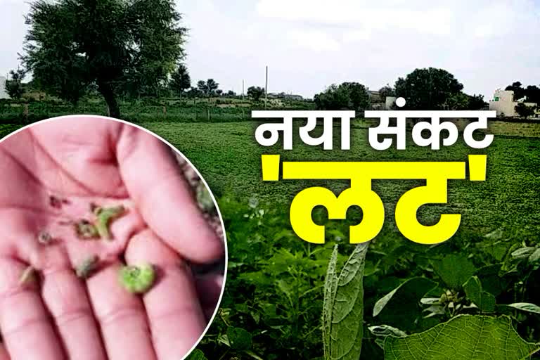 farmers in nagaur, फसल में लट