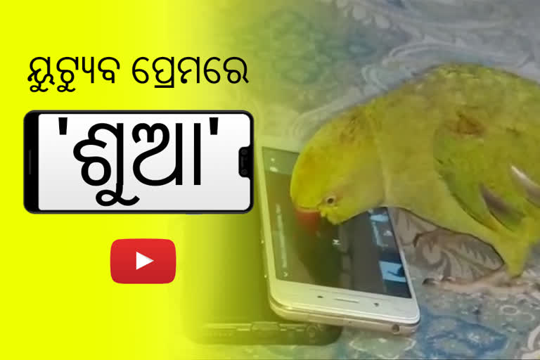 ମୋବାଇଲ ପ୍ରିୟ 'ଡୁଗ୍ଗୁ': ଖଟରେ ଶୁଏ, ବିହାରୀ ଛତୁଆ ଖାଏ