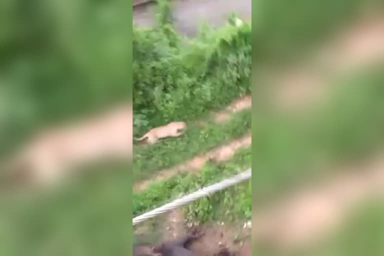 panther attacked in jalore,  panther