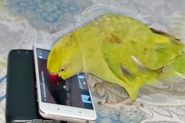 Duggu Parrot from katihar,  parrot use smart phone in katihar