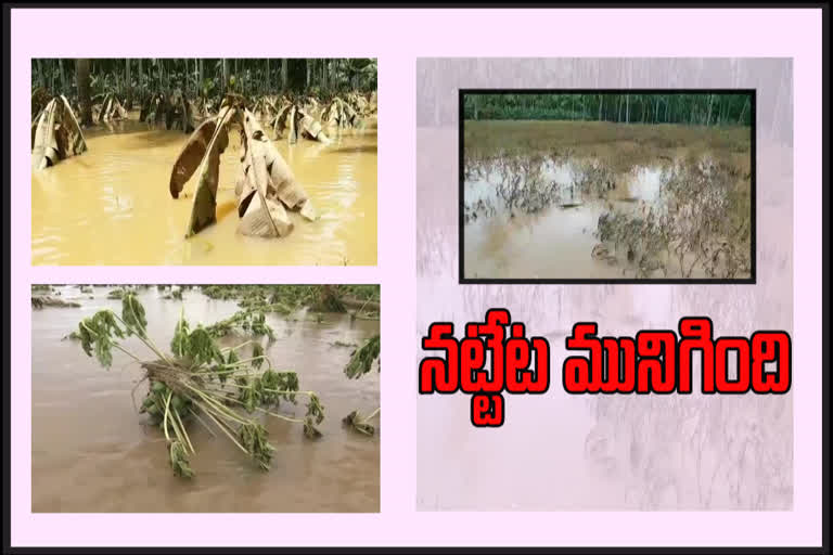 crops are damaged in the state due to heavy rains