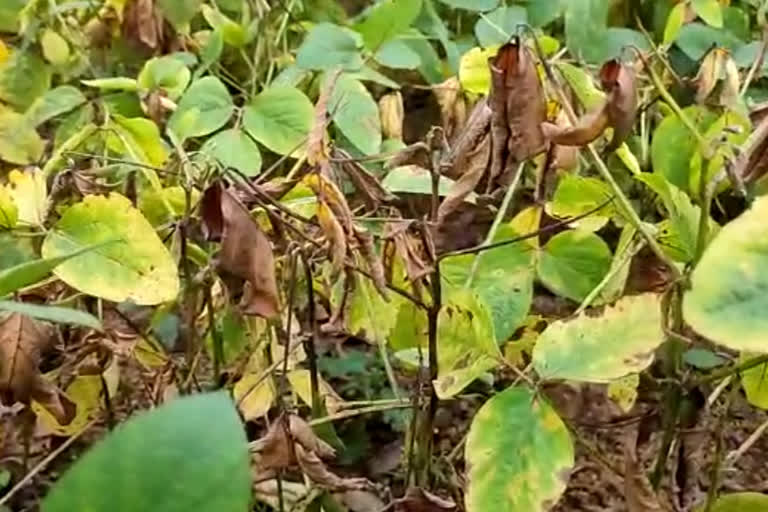 soybean-crops-damaged-due-to-rain-in-hingoli-district