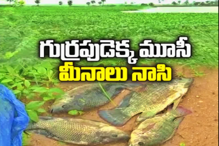 special story on  Musi river Water Pollute