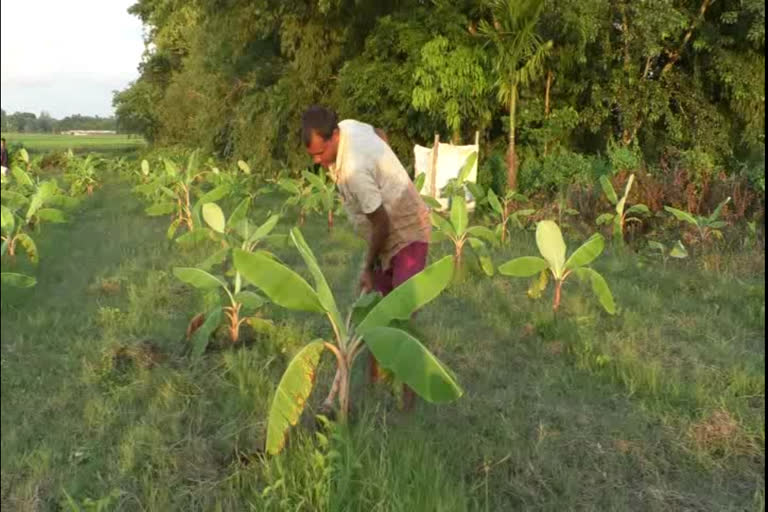 কৃষিকৰ্মৰে পৰিচয় দাঙি ধৰা আছু নেতাগৰাকী