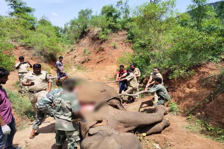 elephant-death-in-chamarajanagar