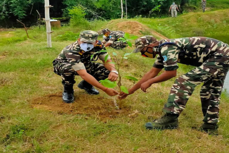 Tree planting program