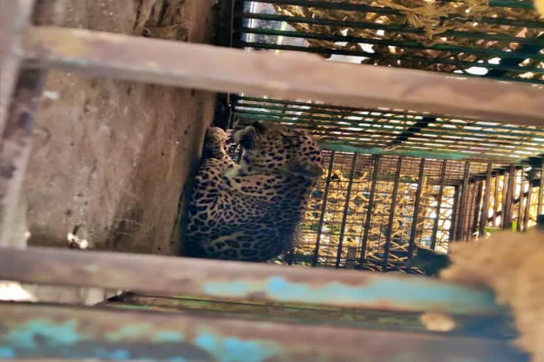 Leopard Captured in Mandya