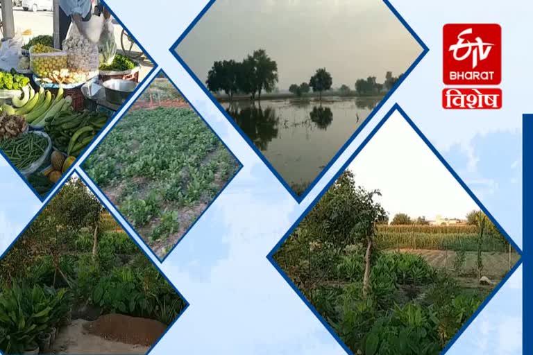 vegetable crops suffered loss due to heavy rain in jind