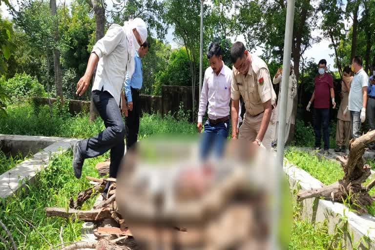 female panther died in rajsamand,  Unknown vehicle hit female panther