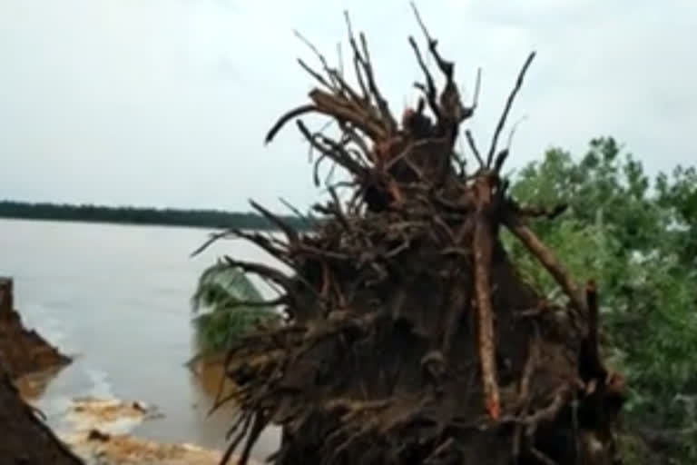 50 year old tree in Sherilanka