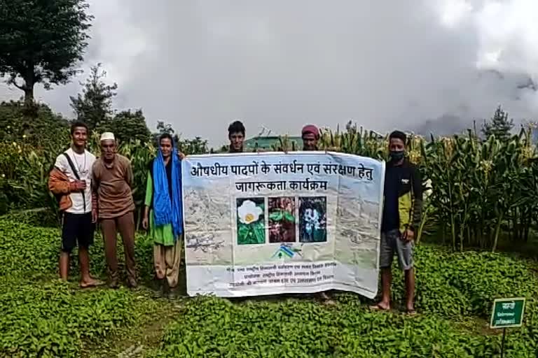 valuable-medicinal-plants-are-being-cultivated-in-chaudas-valley