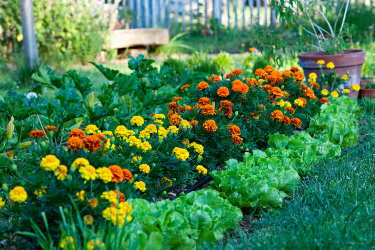 Plants to keep mosquitoes away, Mosquitoes fighting plants , Mosquitoes fighting plants