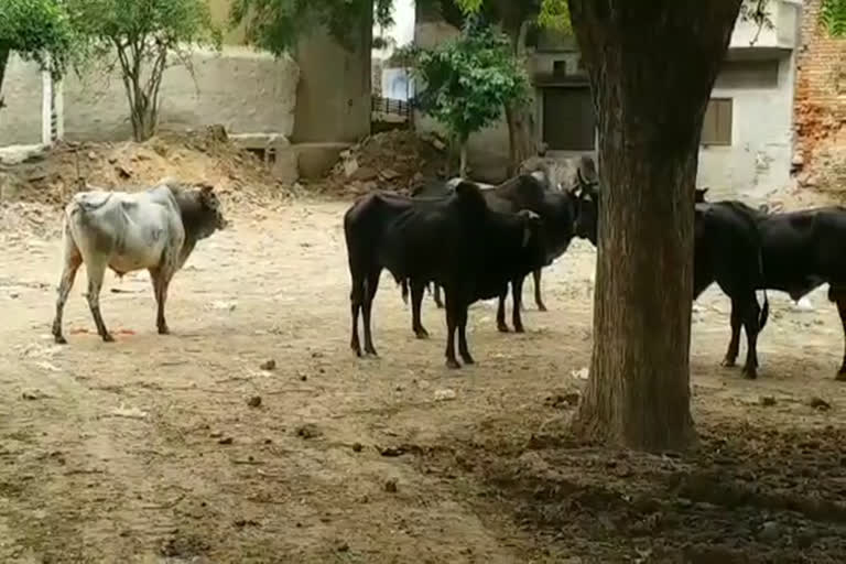 rewari district administration made temporary fence for stray animals