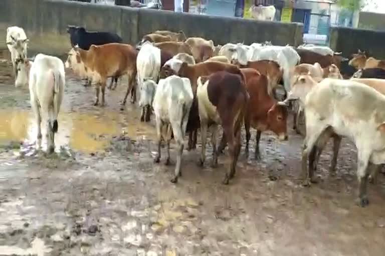 ten-cattle-died-in-gauthan