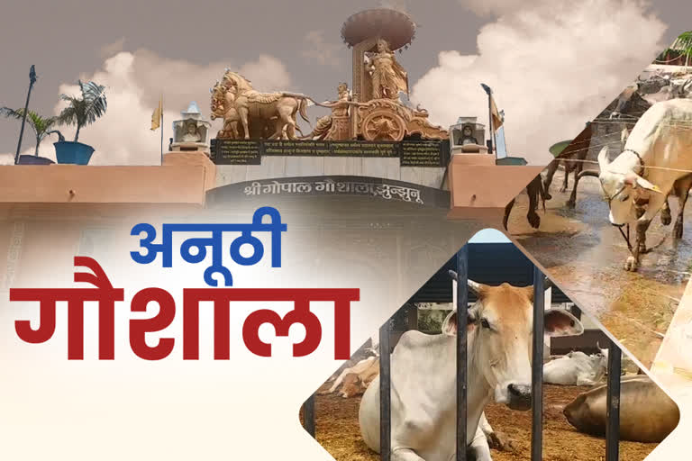 झुंझुनू की अनूठी गौशाला,  Jhunjhunu unique cowshed