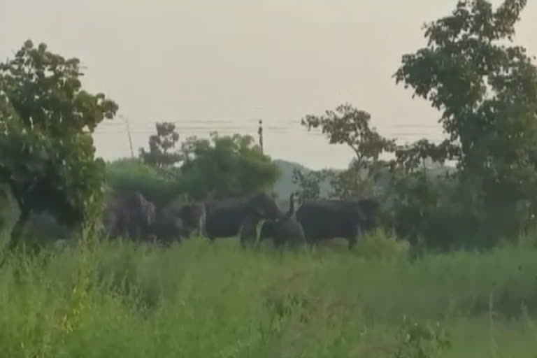 elephant attack in subarnapur, elephant attack, subarnapur latest news, farmer's problem in subarnapur, ସୁବର୍ଣ୍ଣପୁରରେ ହାତୀ ଉପଦ୍ରବ, ହାତୀ ଉପଦ୍ରବ, ସୁବର୍ଣ୍ଣପୁର ଲାଟେଷ୍ଟ ନ୍ୟୁଜ୍‌, ସୁବର୍ଣ୍ଣପୁରରେ ଚାଷୀଙ୍କ ସମସ୍ୟା