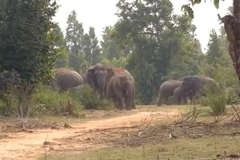 25-elephants-destroyed-crop-in-balrampur