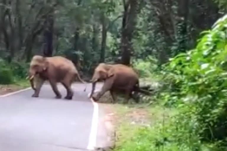 Wild elephants destroying the farm