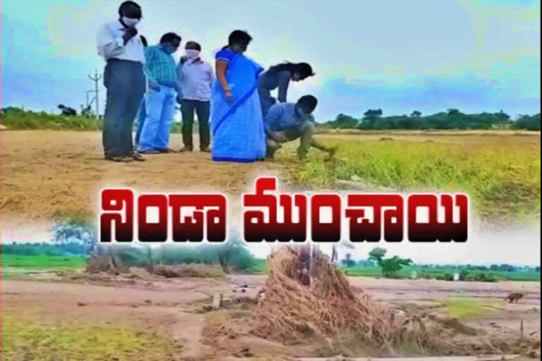 Damage to farmers' crop with heavy rains in warangal district