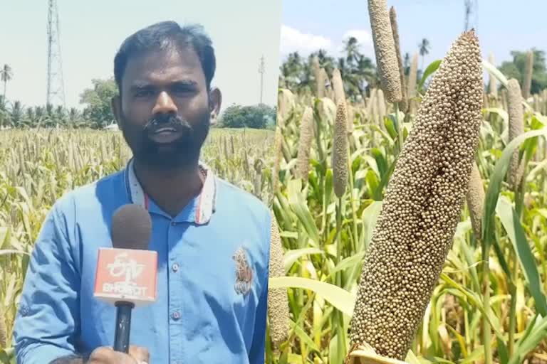 organic Pearl millet  பெரம்பலூர் மாவட்டச் செய்திகள்  கம்பு விவசாயி  இயற்கை விவசாயி  perambalur youth farming  perambalur district news