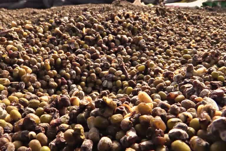 mung-bean-crop-loss-in-dharwad-district