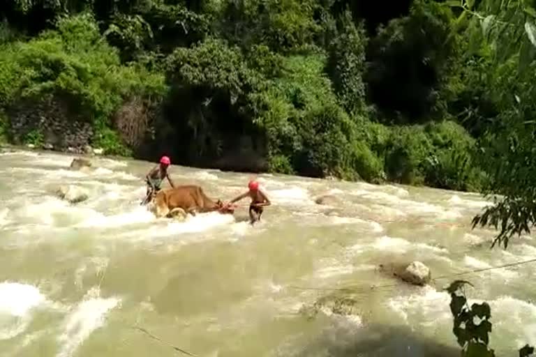 sdrf-rescue-a-cow-from-nailchami-river-tehri