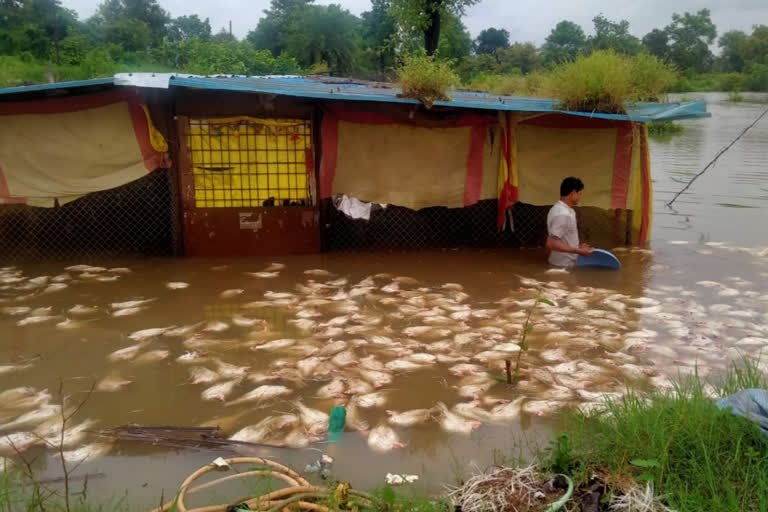 3500 chickens die due to flood in poultry farm