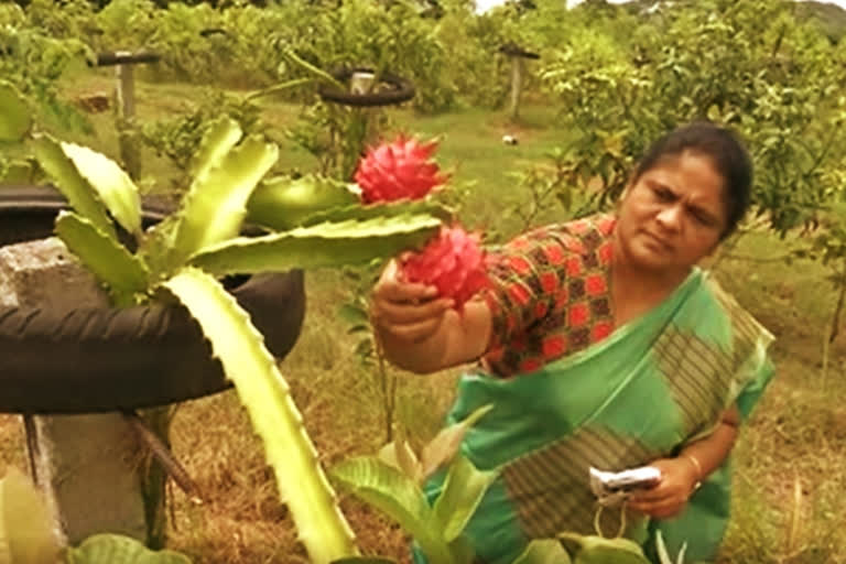 a woman farmer planted a dragon fruit crop  For the first time in Krishna district