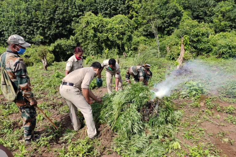 HUGE AMOUNT OF CANNABIS SEIZED BY TRIPURA POLICE