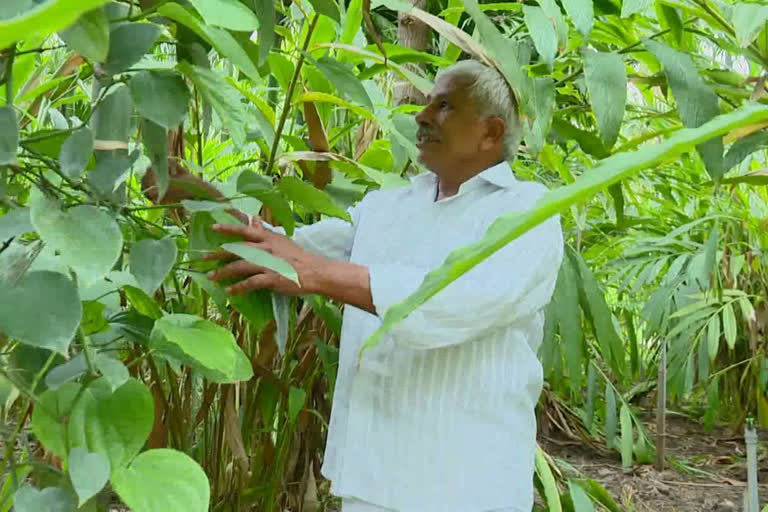 farmer who grew Sambar crop on the plains