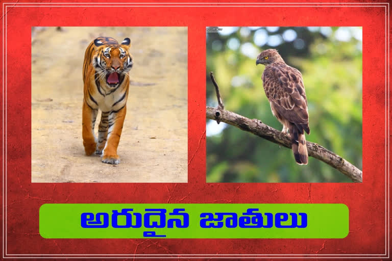 telangana forest officials got two Wildlife Photography Awards