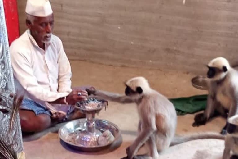 Monkeys involved in Moharram festival