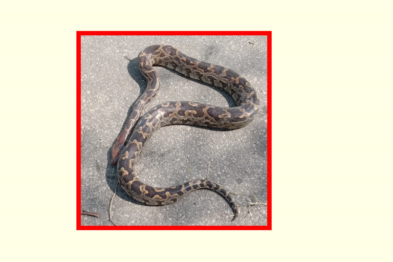 a python killed by man in mahabubabad district