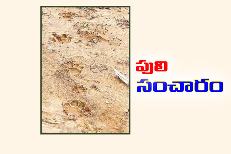 tiger-roaming-in-the-ajannagar-forest-range-bhupalpally-district