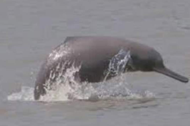 Dolphin at Damodar