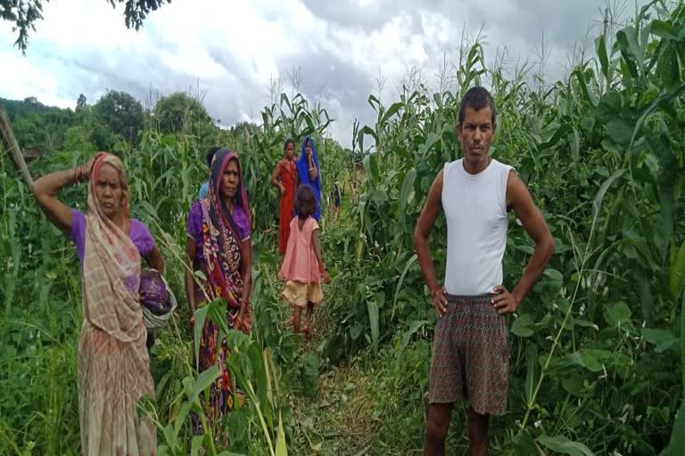 elephants destroyed crops