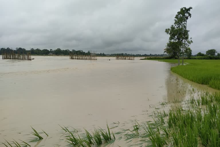 Huge area effected by gavoru river in rangapara sonitpur assam etv bharat news