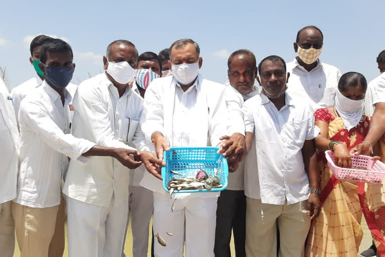 Mla gandra venkataramana reddy fish seed released in Ganapa Samudram pond at Ganapura in Jayashankar district