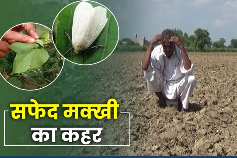 white fly and blight disease destroyed cotton crop in hisar