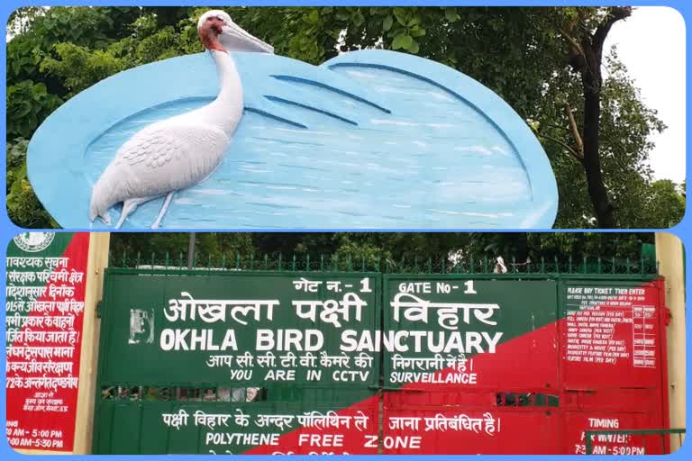 43 Birds species will reach Okhla bird sanctuary in  Noida