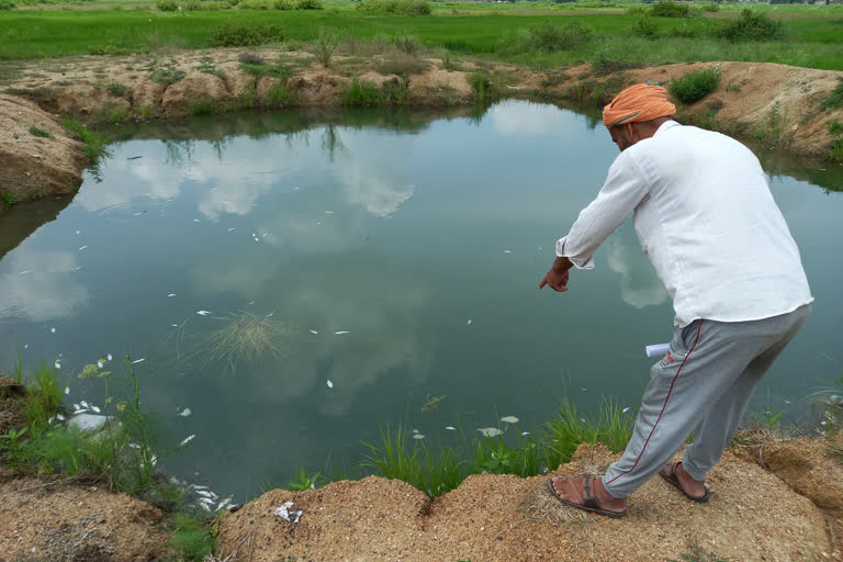 fish found dead in pond in hazaribag